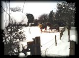 Snowyhorses_RR